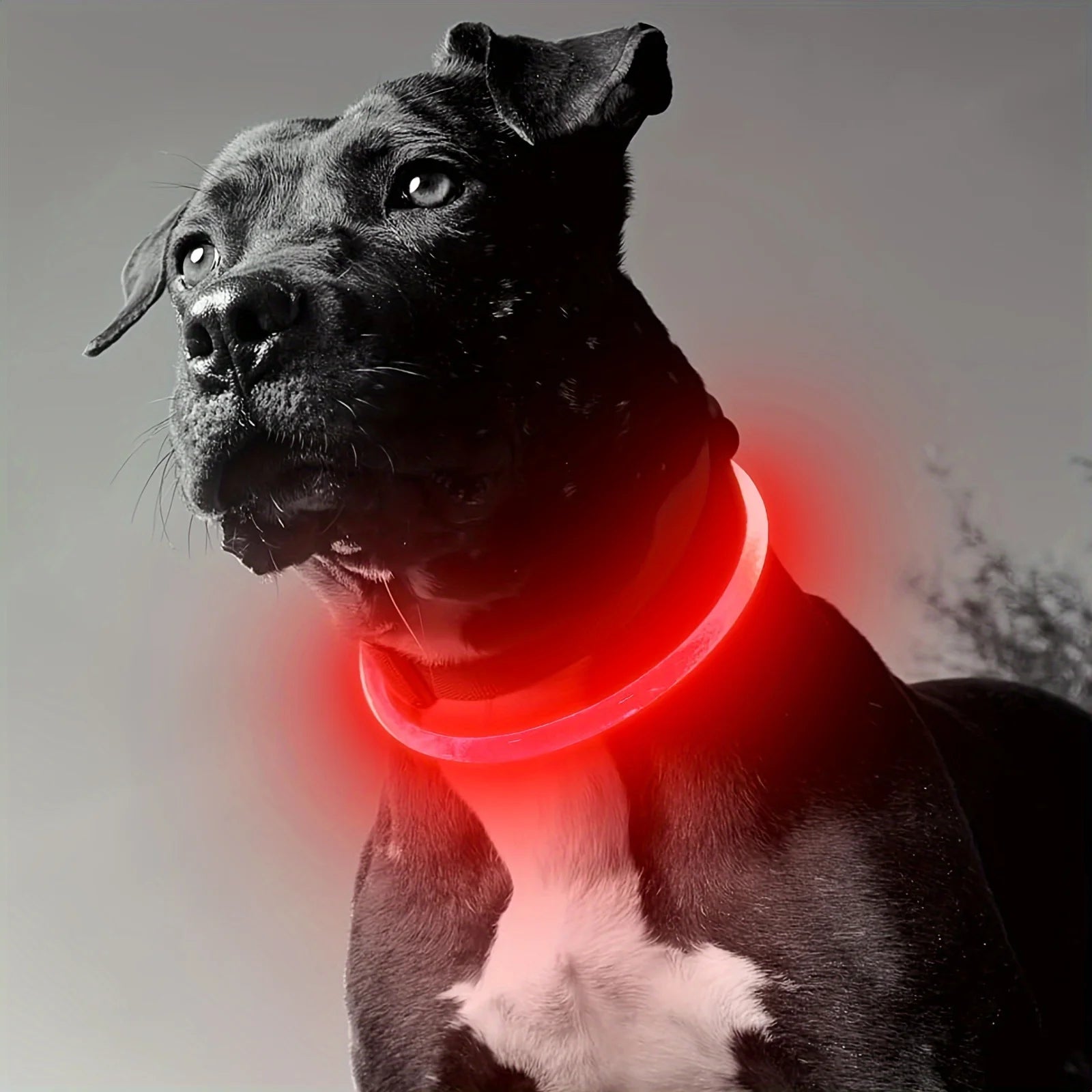 Pet Dog LED Light Collar Luminous Anti-Lost Dog Collar USB Rechargeable Dog Necklace Collar LckyPet™